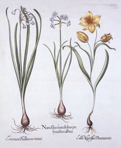 Narcissus, Tulip and Summer Snowflake, fra Hortus Eystettensis, av Basil Besler (1561-1629), pub. 1613 (håndfarget gravering) av German School