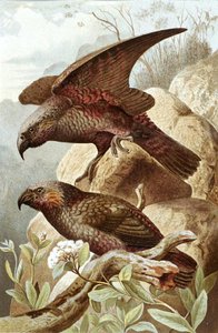 Nestor Parrot, plate fra "Brehms Tierleben: Allgemeine Kunde des Tierreichs", vol.5, s.382, utgitt av Bibliographisches Institut av German School