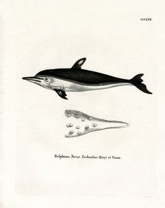 New Zealand Dolphin (farget gravering) av German School