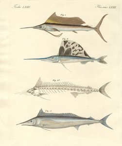 Ny makrelllignende fisk (farget gravering) av German School