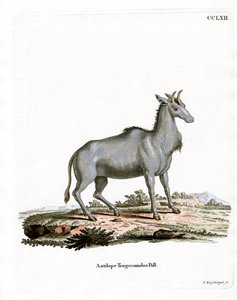 Nilgai (farget gravering) av German School