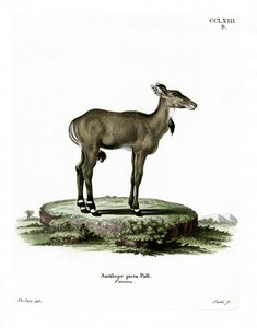Nilgai (farget gravering) av German School