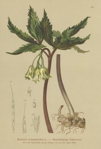Ni-bladet korallurt (Dentaria enneaphyllos) av German School