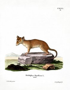 Nordamerikansk Opossum (farget gravering) av German School