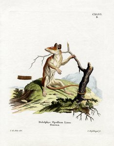 Nordamerikansk Opossum (farget gravering) av German School