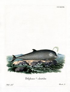 Northern Bottlenose Whale (farget gravering) av German School