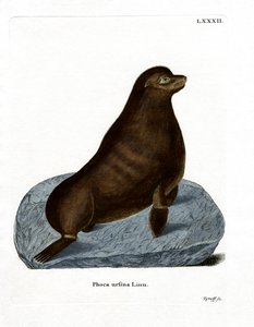 Northern Fur Seal (farget gravering) av German School