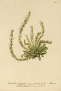 Nordlig piggmose (Selaginella selaginoides, Selaginella spinulosa, Lycopodium selaginoides, Bernhardia spinosa) av German School