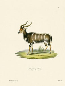 Nyala av German School