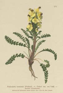 Oeders lusurt (Pedicularis versicolor, Pedicularis Oederi) av German School