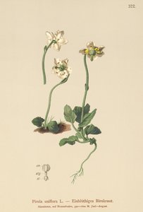 Enblomstret vintergrønn (Pirola uniflora, Pyrola uniflora, Moneses uniflora, Monesis uniflora) av German School