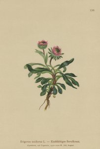 Oneflower Fleabane (Erigeron uniflorus) av German School