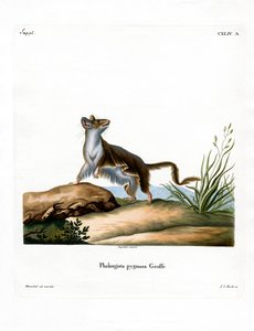 Opossum Mouse (farget gravering) av German School