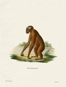 Orang-Outang (farget gravering) av German School