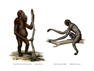 Orang-Outang, 1860 av German School