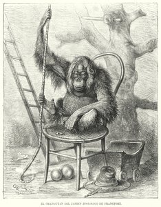 Orangutang i Frankfurt Zoo, Tyskland (litho) av German School