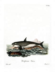 Orca (farget gravering) av German School