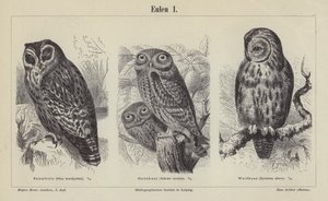 Ugler (gravering) av German School