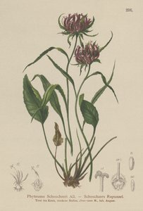 Oxford Rampion (Phyteuma Scheuchzeri) av German School