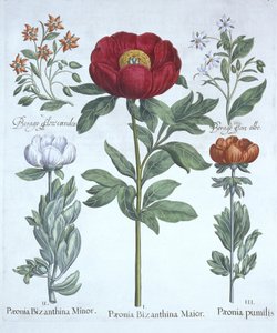 Paeonies and Borage, fra Hortus Eystettensis, av Basil Besler (1561-1629), pub. 1613 (håndfarget gravering) av German School