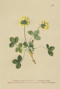 Blek kløver (Trifolium pallescens) av German School