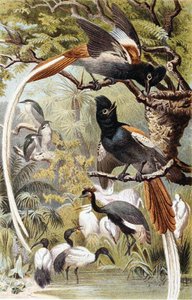 Paradise Fluesnappere, tallerken fra "Brehms Tierleben: Allgemeine Kunde des Tierreichs", bd. 4, s. 516, utgitt av Bibliographisches Institut av German School