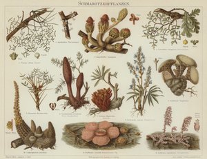 Parasittiske planter (farge litho) av German School