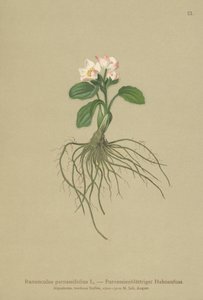 Parnassia-bladet kråkefot (Ranunculus parnassifolius) av German School