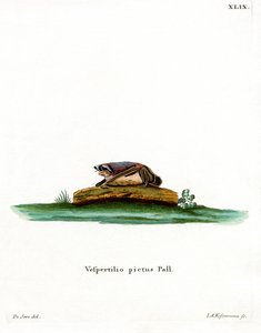 Partifarget flaggermus (farget gravering) av German School