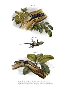 Peach Anole (farge litho) av German School