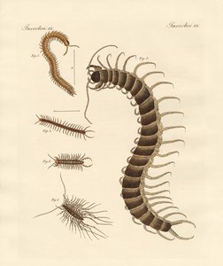 Spesielle insekter
