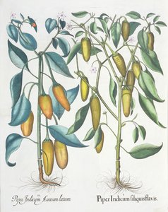 Paprika: 1. Piper indisk gul 2. Piper Indicum aureum latum, fra Hortus Eystettensis av Basil Besler (1561-1629), pub. 1613 av German School