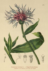 Flerårig kornblomst (Centaurea montana) av German School