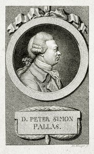 Peter Simon Pallas. (1741 – 1811) (Linjegravering) av German School