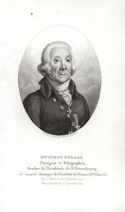 Peter Simon Pallas av German School