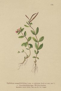 Pimpernel Willowurb (Epilobium anagallidifolium, Epilobium alpinum) av German School