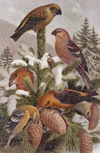 Pine Grosbeak and Crossbill, plate fra Brehms Animal Life: General Knowledge of the Animal Kingdom, bd. 4, s. 314, utgitt av Bibliographic Institute, 1891 av German School