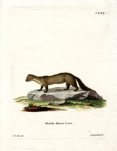 Pine Marten (farget gravering) av German School