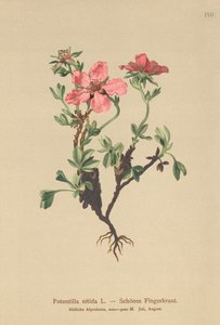 Rosa Cinquefoil (Potentilla nitida) av German School