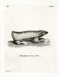 Pink Fairy Armadillo (farget gravering) av German School