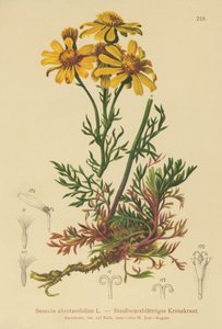 Pinnate-leaved Ragwort (Senecio abrotanifolius, Jacobaea abrotanifolia) av German School