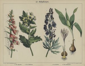 Planter (farge litho) av German School