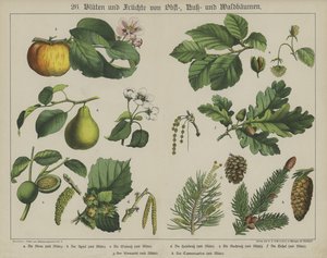 Planter (farge litho) av German School