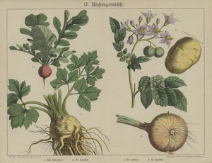 Planter (farge litho) av German School