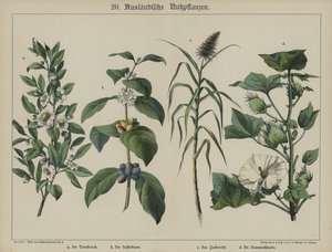 Planter (farge litho) av German School
