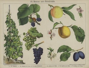 Planter (farge litho) av German School