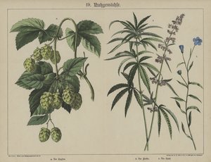 Planter (farge litho) av German School