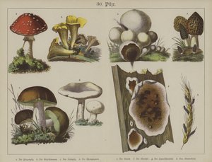 Planter (farge litho) av German School