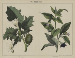 Planter (farge litho) av German School