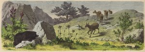 Planter og dyr i fjellene i Asia (farget gravering) av German School